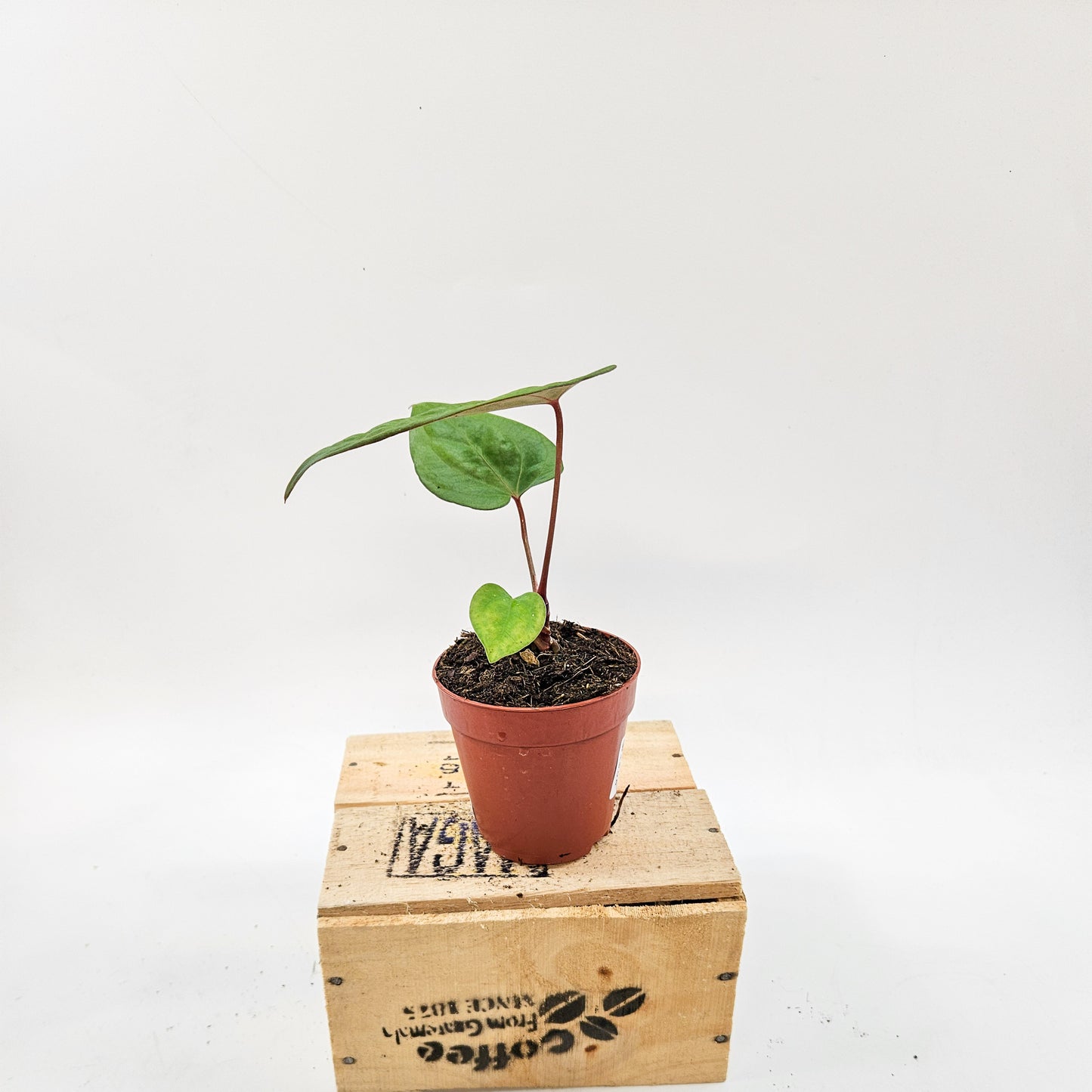 Anthurium King of Spades x Forgetill x Goliath 9cm H15cm