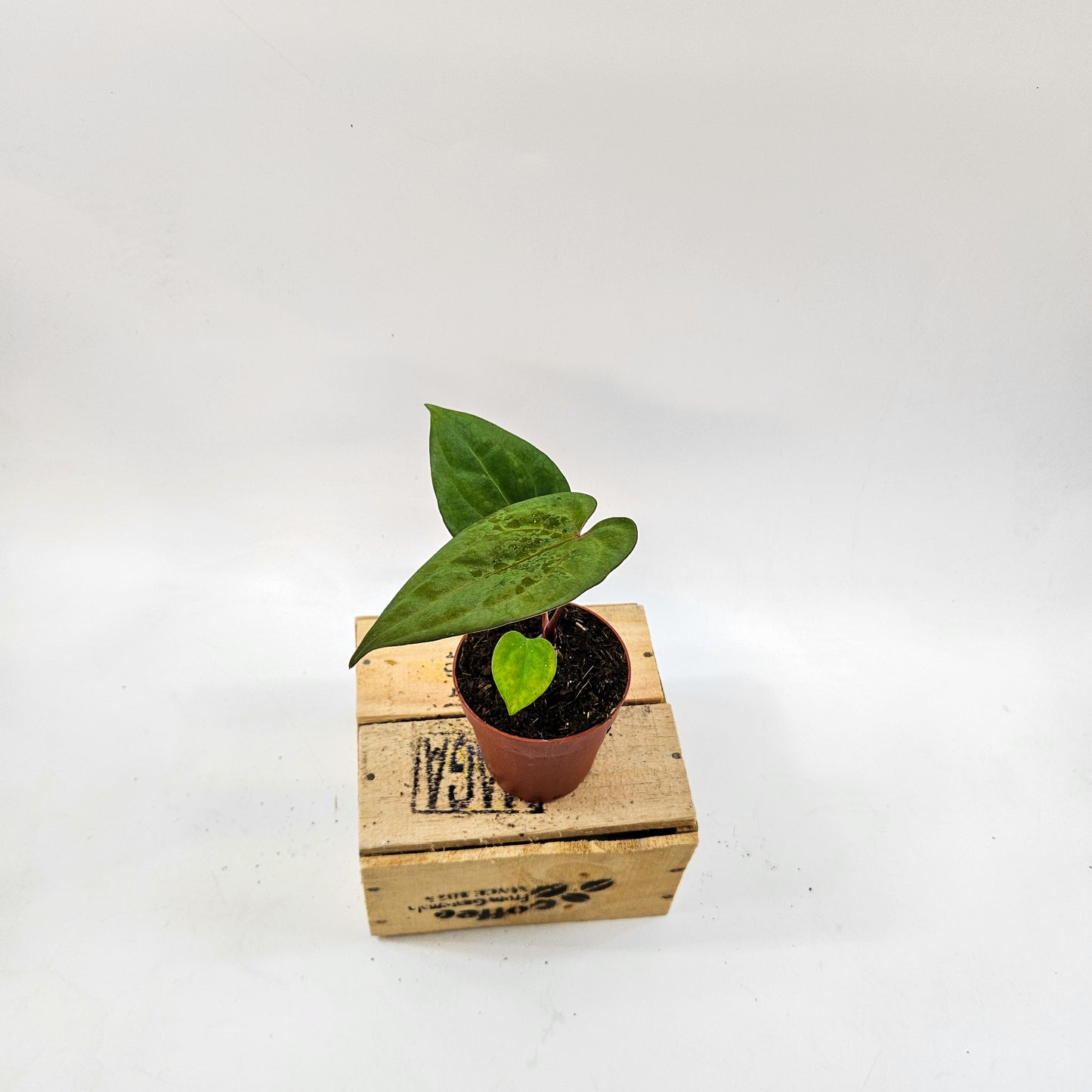 Anthurium King of Spades x Forgetill x Goliath 9cm H15cm