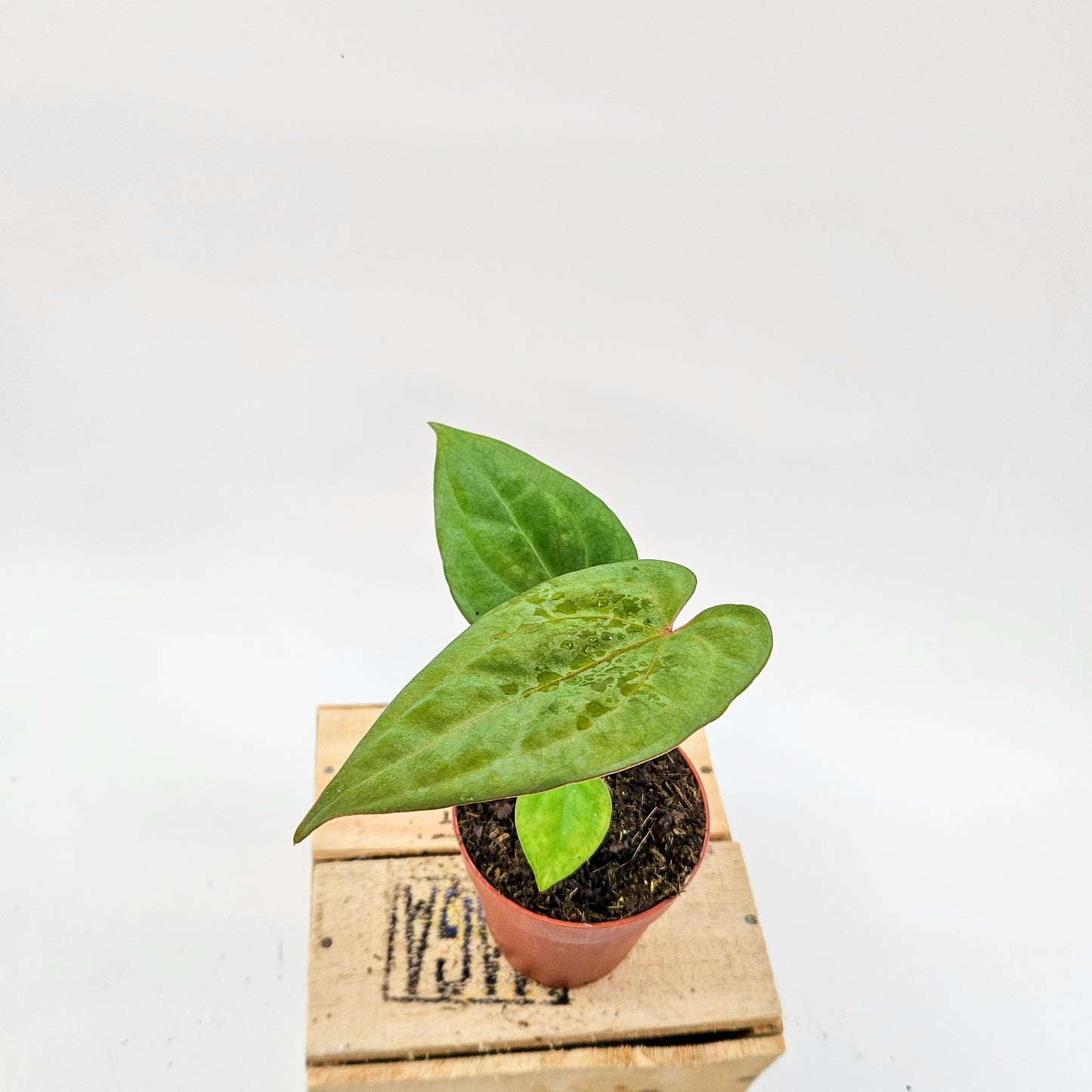 Anthurium King of Spades x Forgetill x Goliath 9cm H15cm