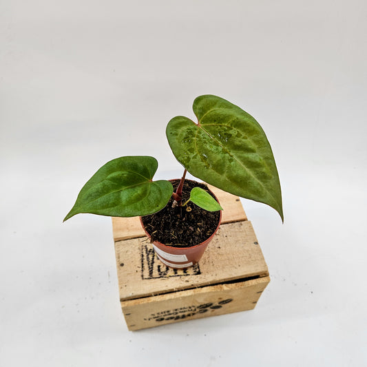 Anthurium King of Spades x Forgetill x Goliath 9cm H15cm