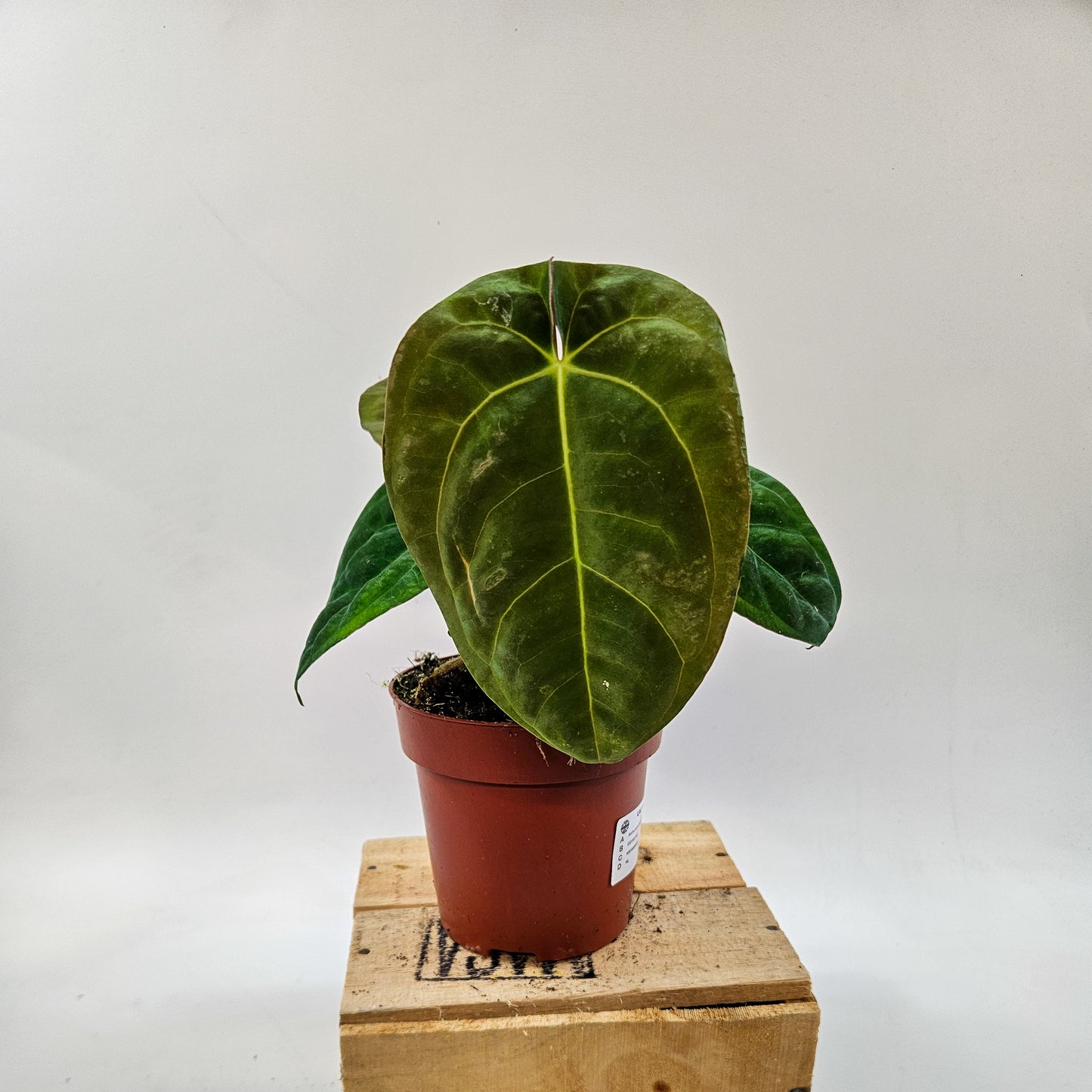Anthurium Dark Phoenix 12cm H35cm