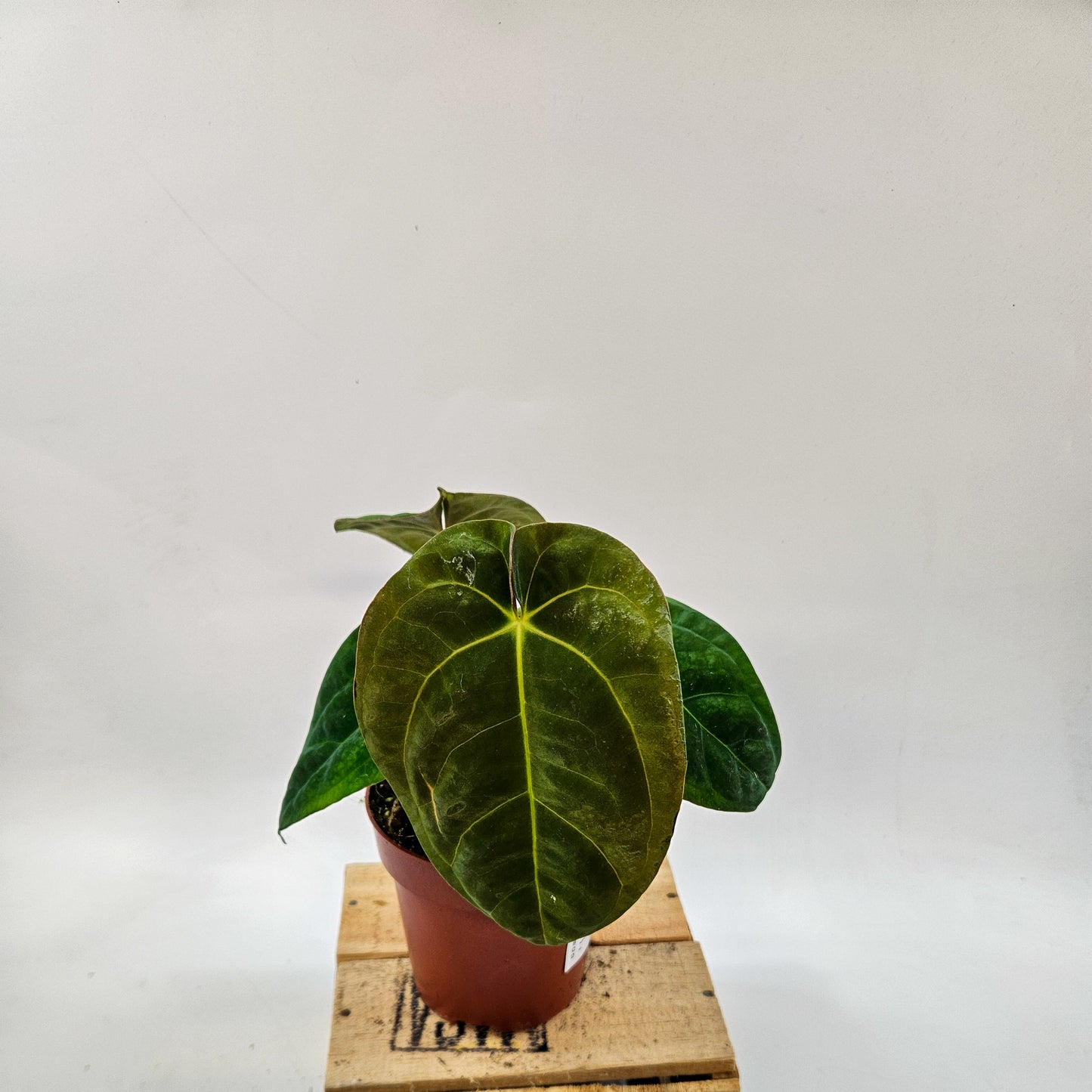 Anthurium Dark Phoenix 12cm H35cm