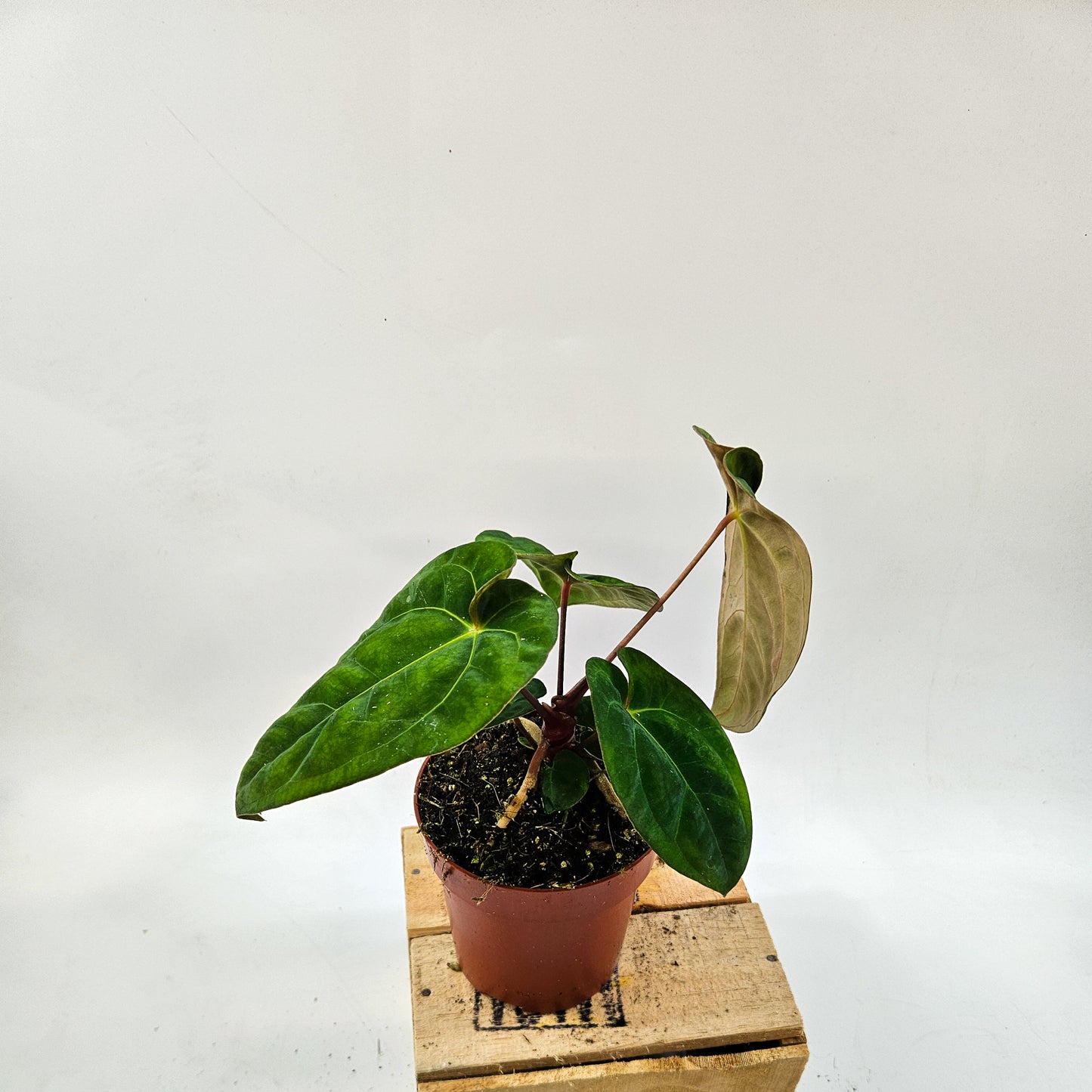 Anthurium Dark Phoenix 12cm H35cm
