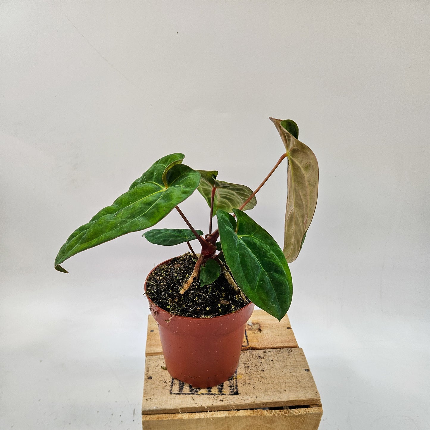 Anthurium Dark Phoenix 12cm H35cm
