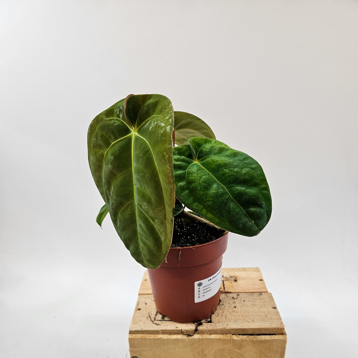 Anthurium Dark Phoenix 12cm H35cm