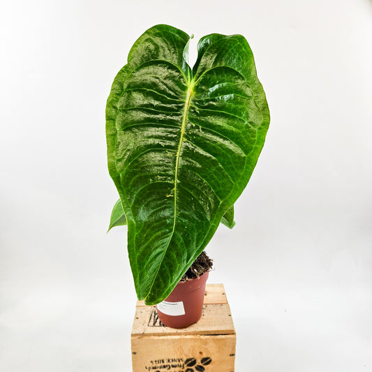 Anthurium Veitchii 12cm H45cm