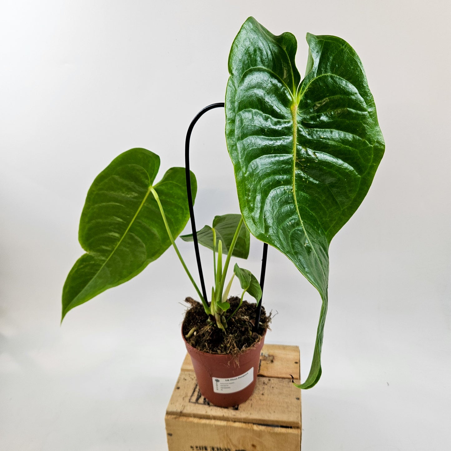 Anthurium Veitchii 12cm H45cm
