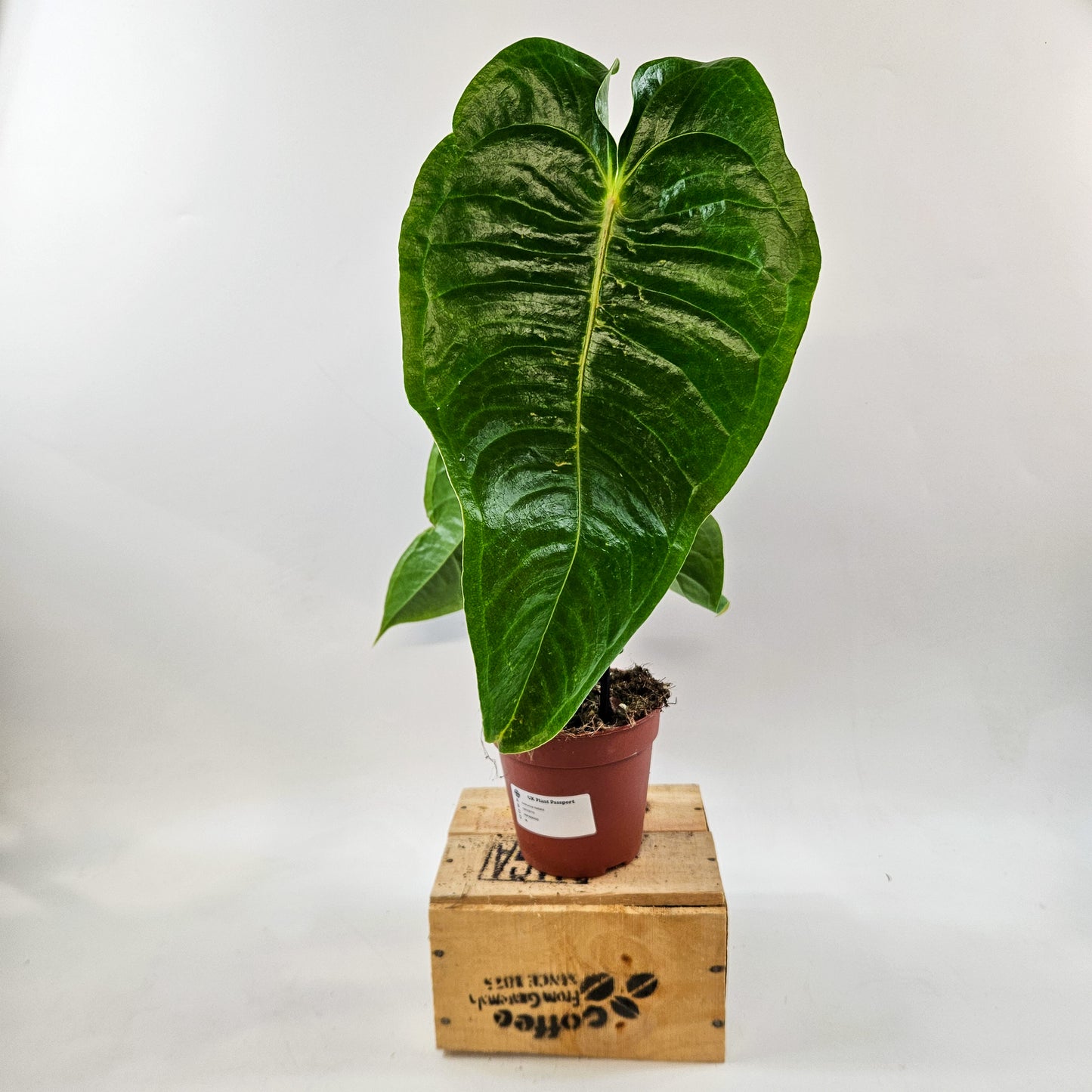 Anthurium Veitchii 12cm H45cm
