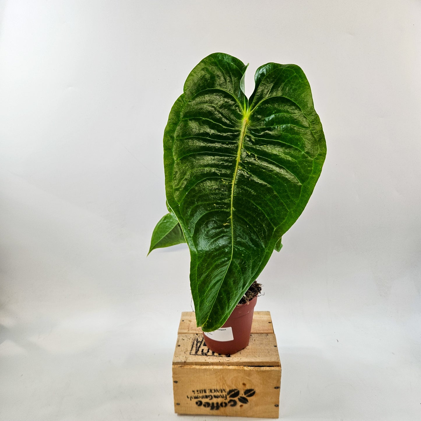 Anthurium Veitchii 12cm H45cm