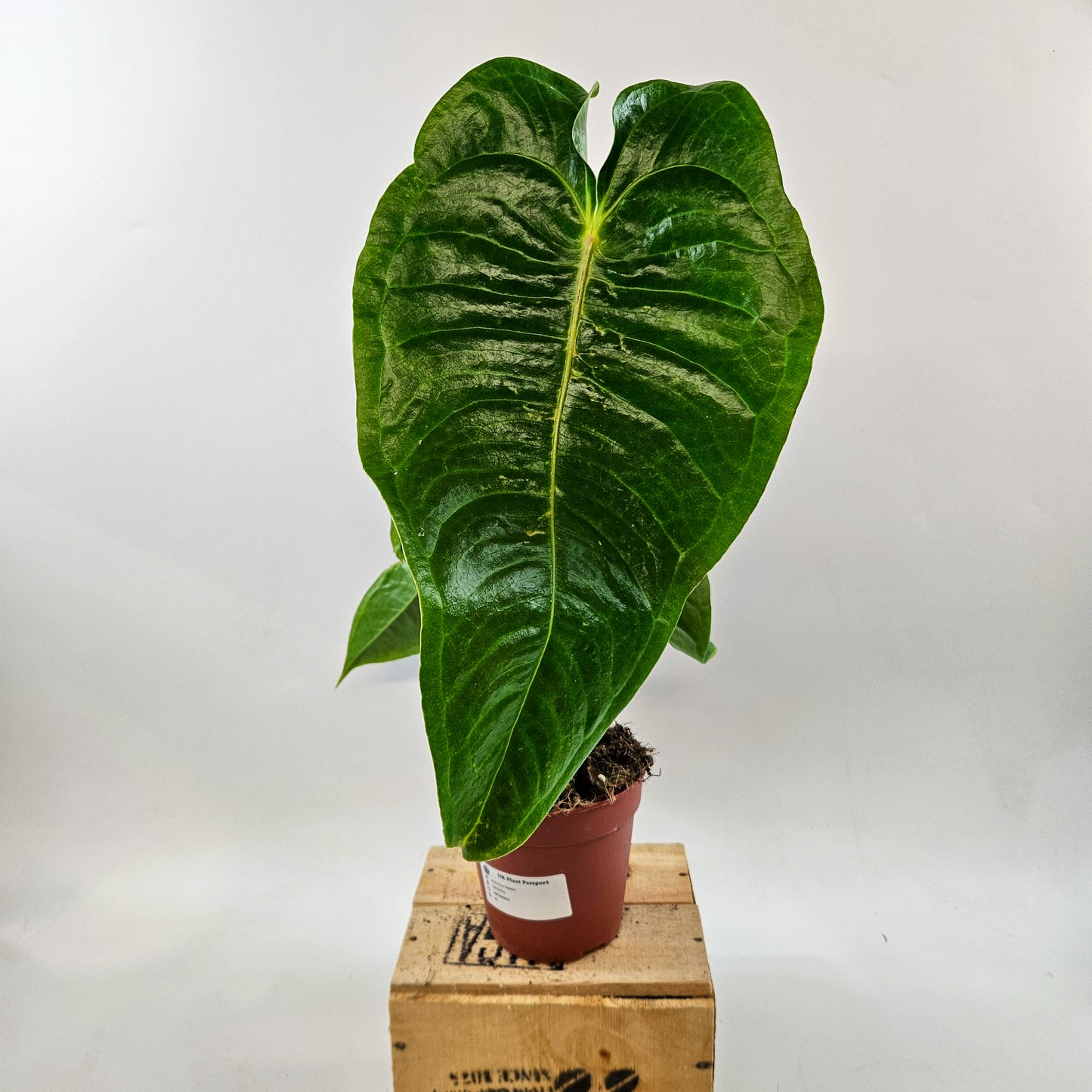 Anthurium Veitchii 12cm H45cm