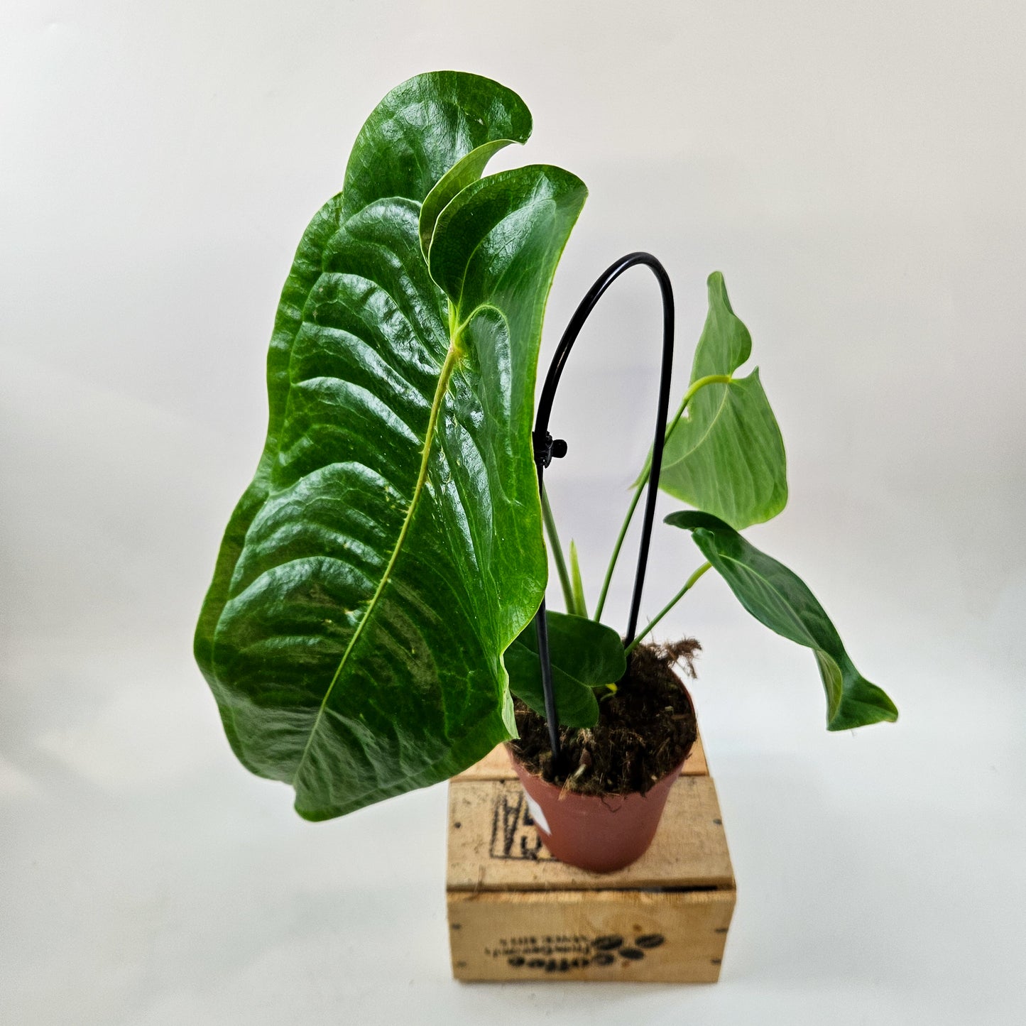 Anthurium Veitchii 12cm H45cm