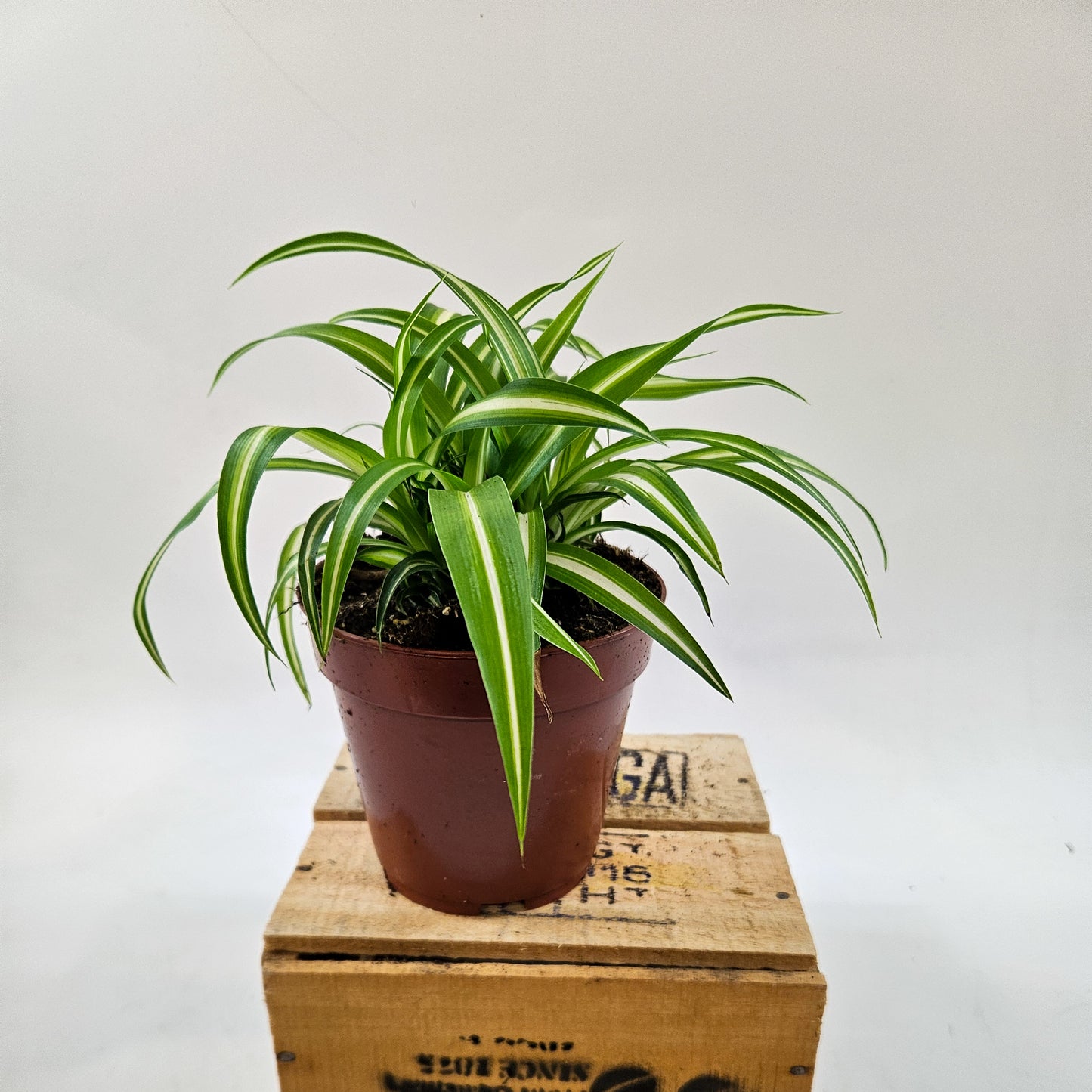 Spider Plant - Chlorophytum Variegatum 12cm H25cm