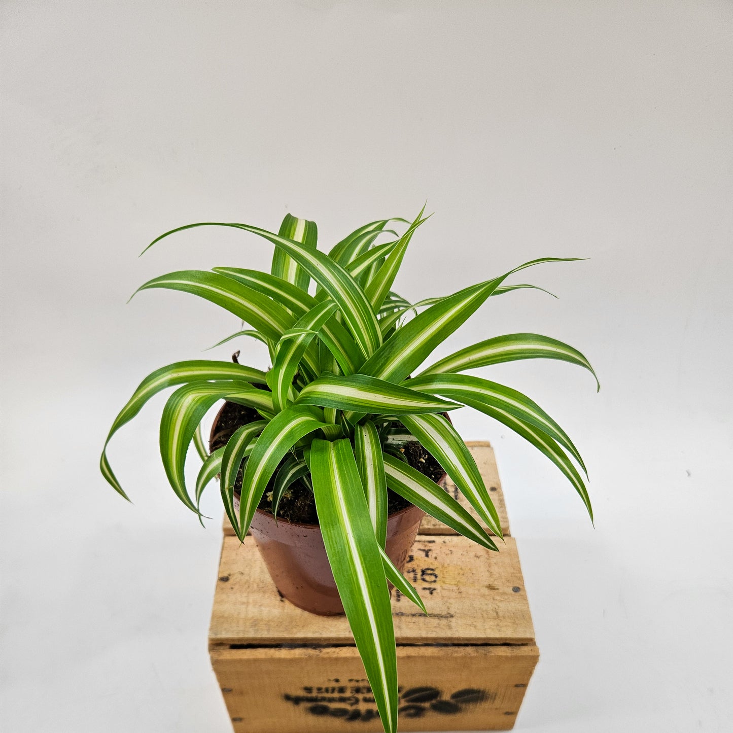 Spider Plant - Chlorophytum Variegatum 12cm H25cm