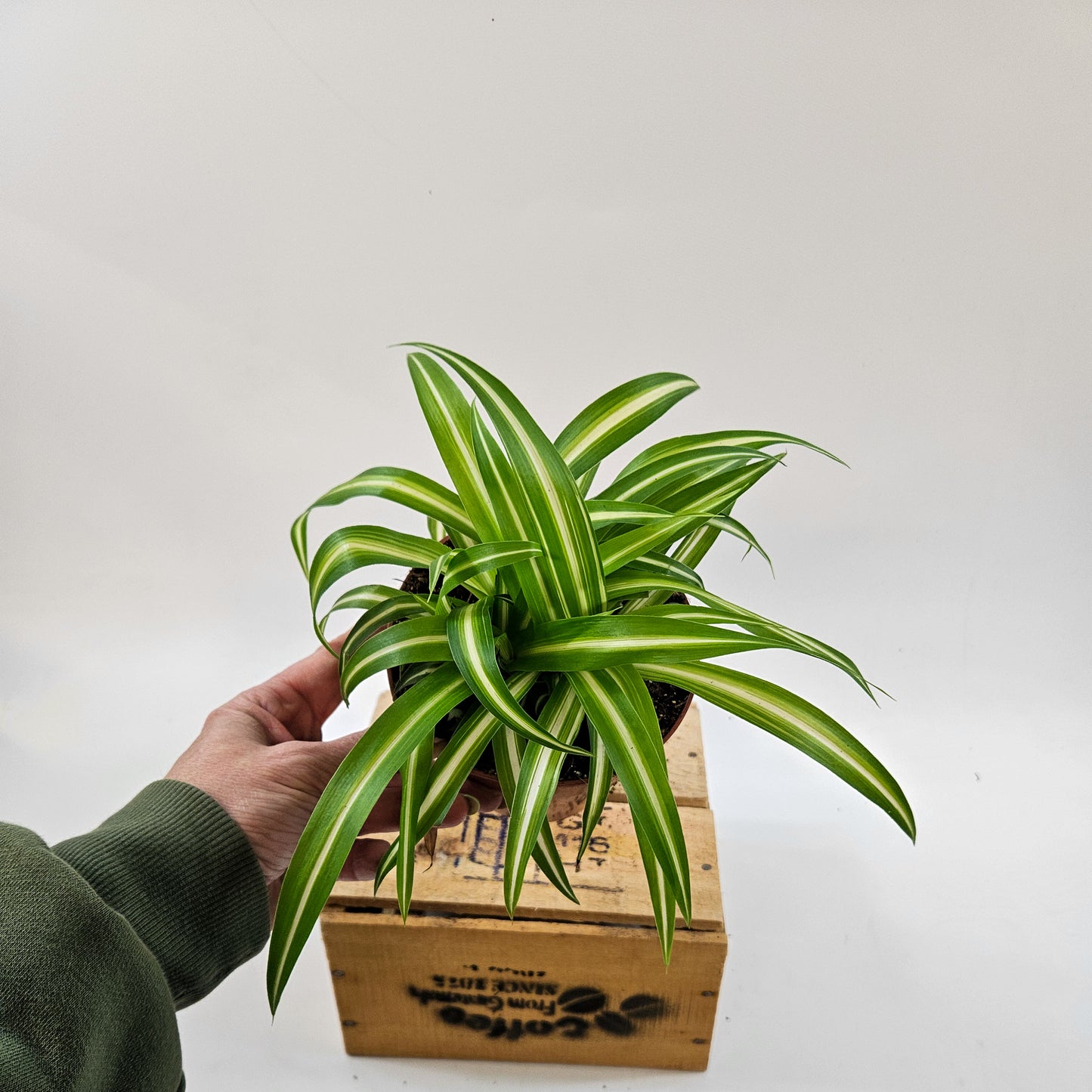 Spider Plant - Chlorophytum Variegatum 12cm H25cm