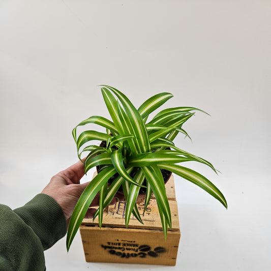 Spider Plant - Chlorophytum Variegatum 12cm H25cm