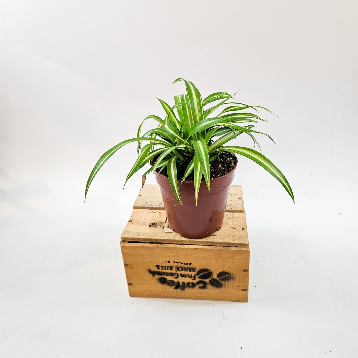 Spider Plant - Chlorophytum Variegatum 12cm H25cm