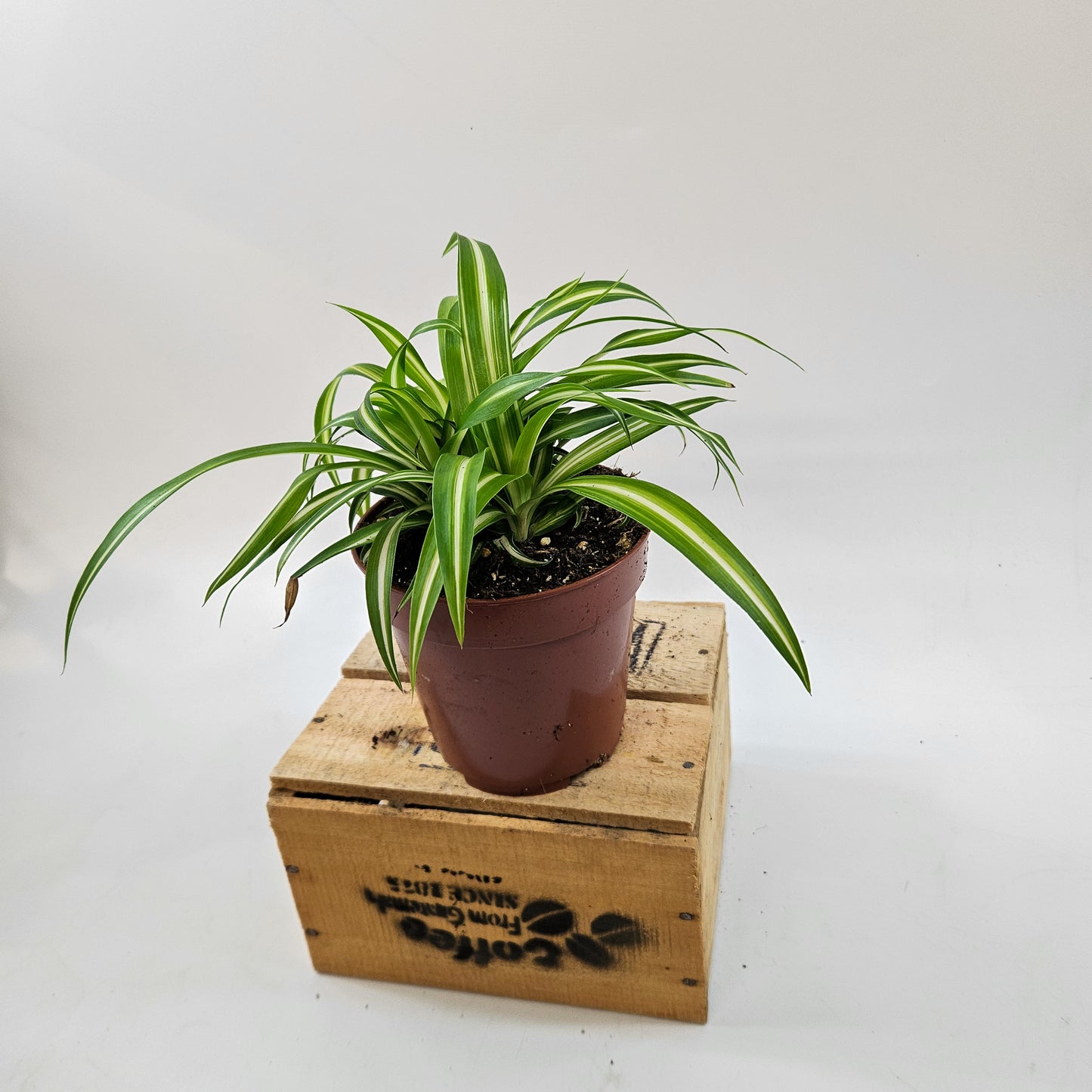 Spider Plant - Chlorophytum Variegatum 12cm H25cm