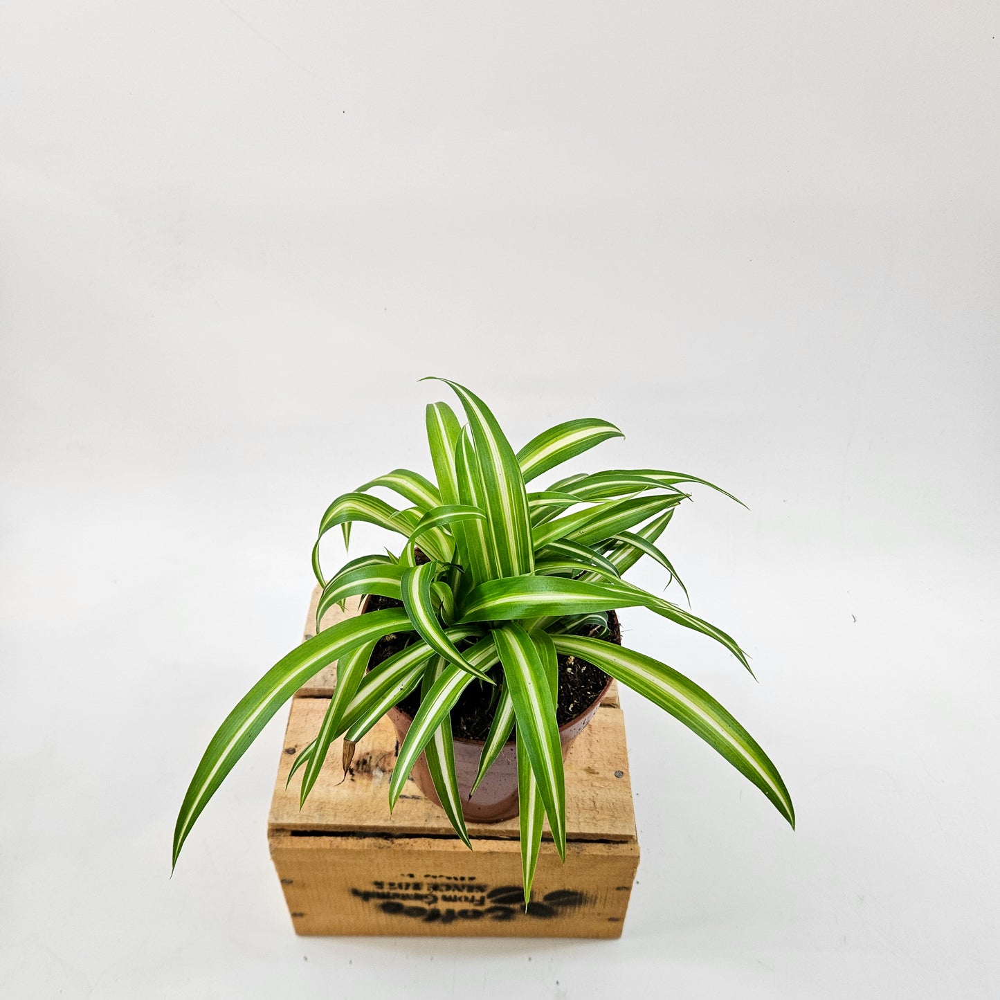 Spider Plant - Chlorophytum Variegatum 12cm H25cm