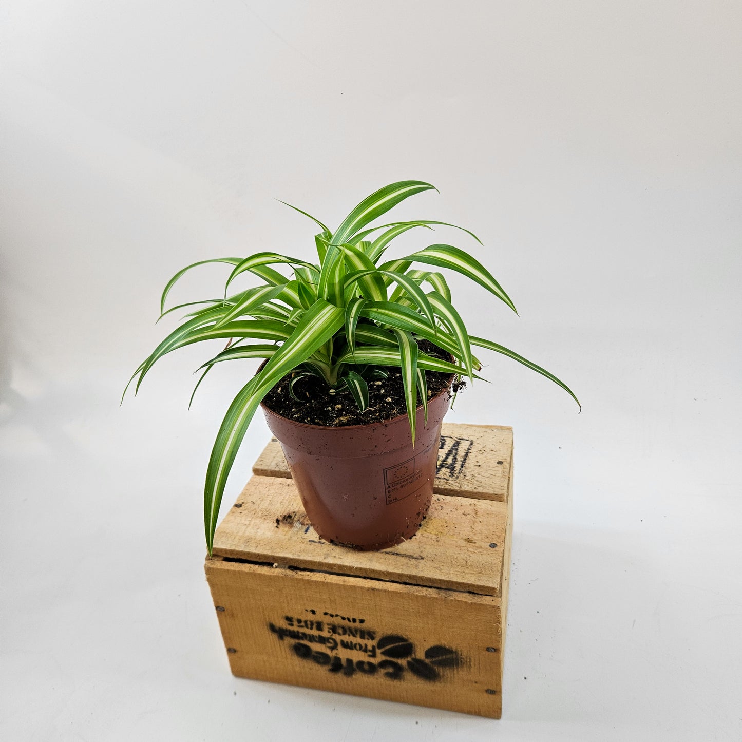Spider Plant - Chlorophytum Variegatum 12cm H25cm