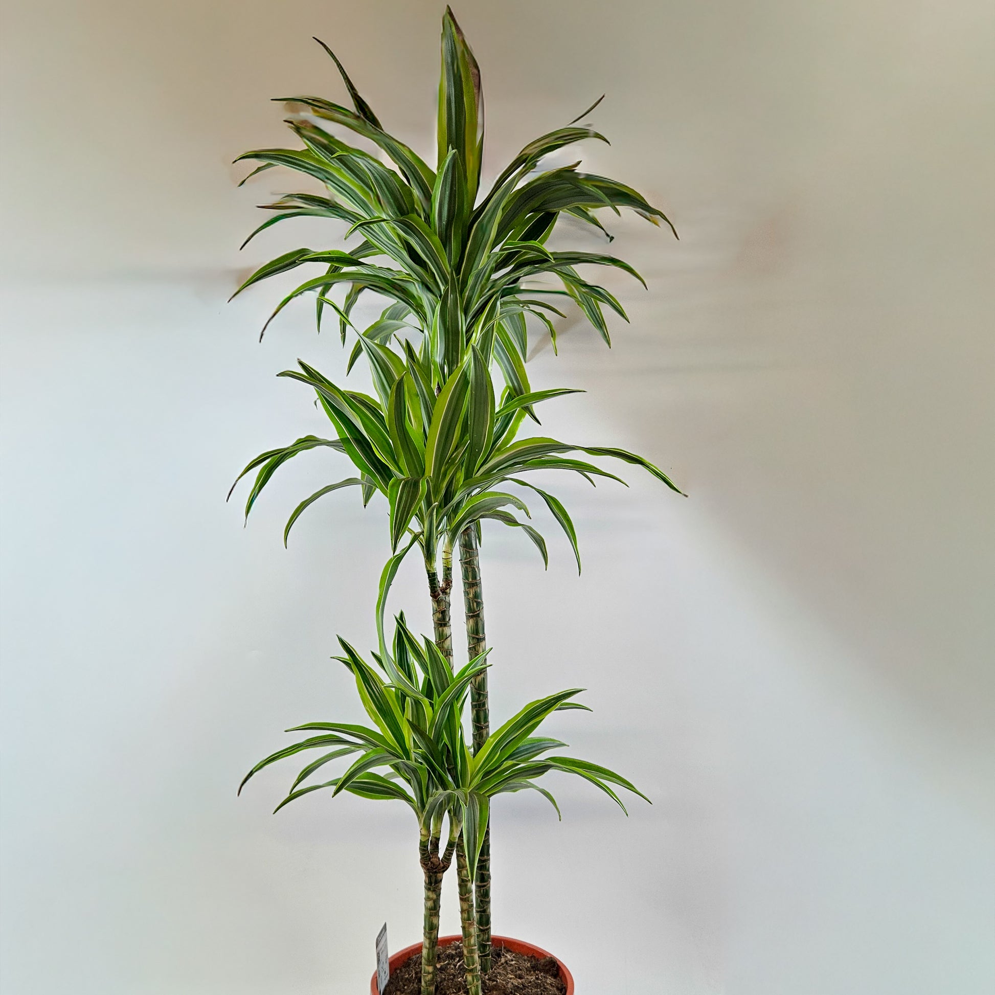 Dracaena Lemon Lime 2