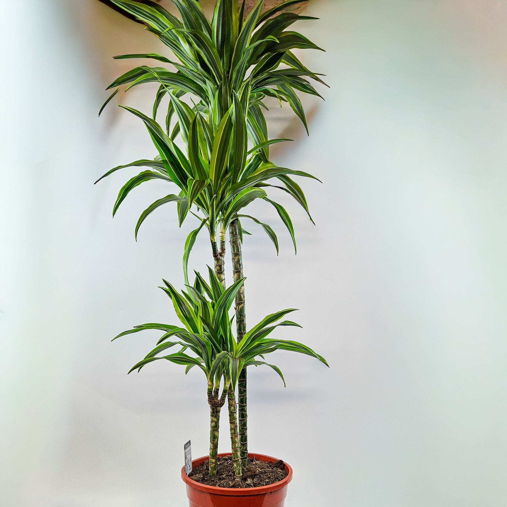 Dracaena Lemon Lime 3