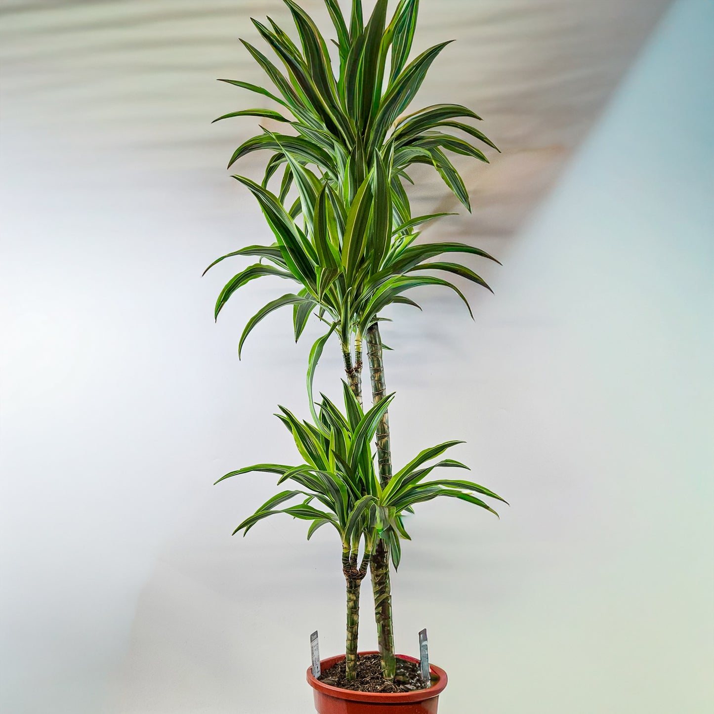 Dracaena Lemon Lime 6