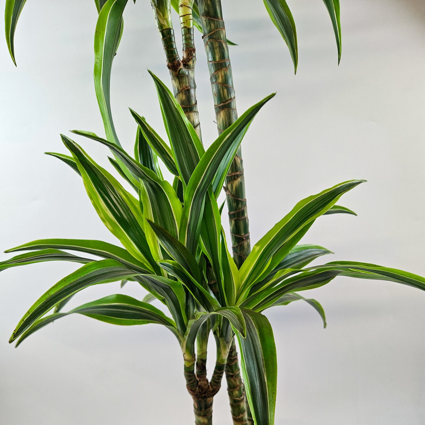 Dracaena Lemon Lime 7
