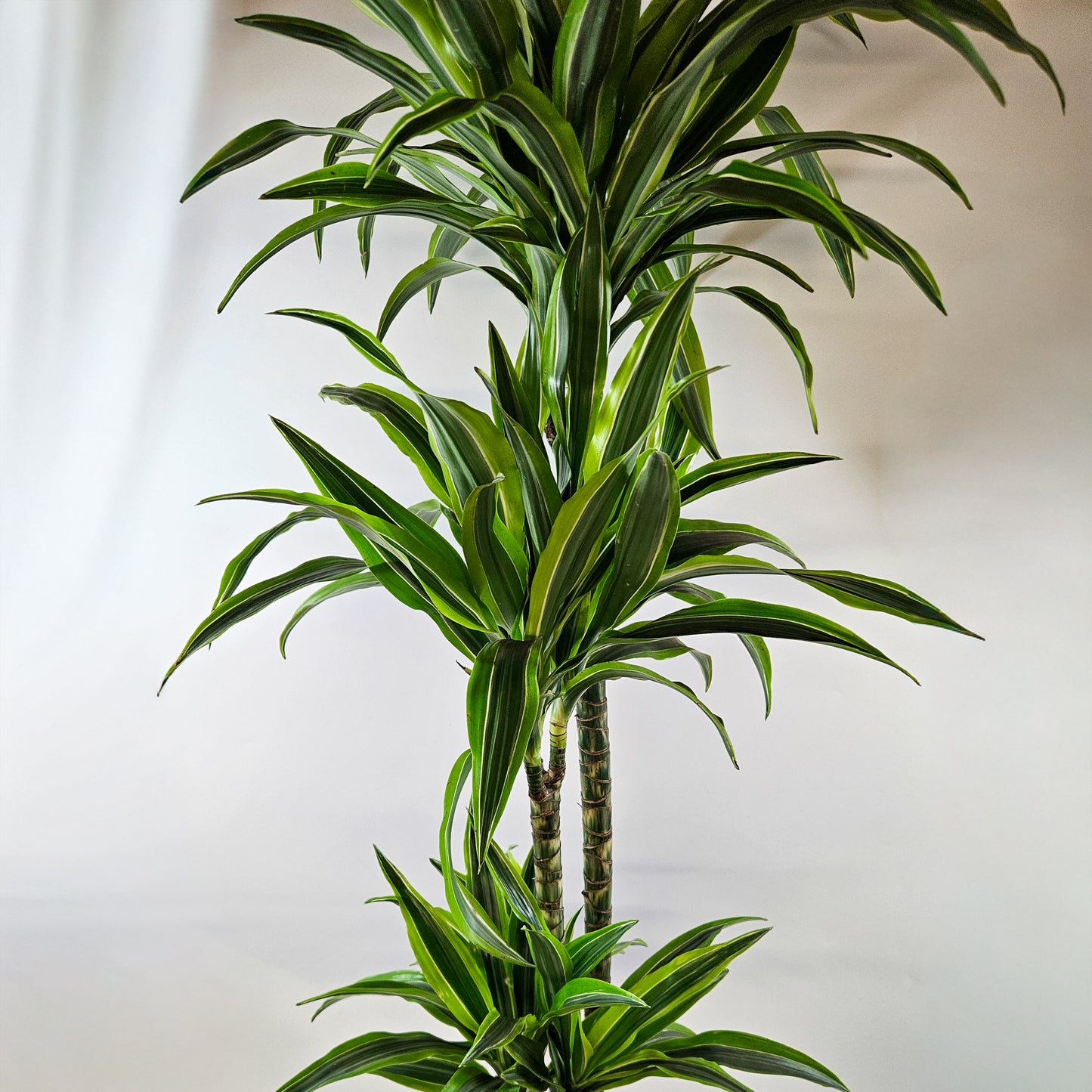 Dracaena Lemon Lime 8