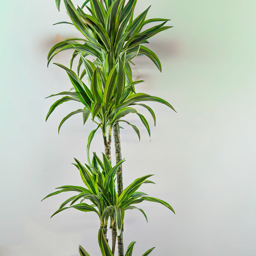 Dracaena fragrans 'Lemon Lime'