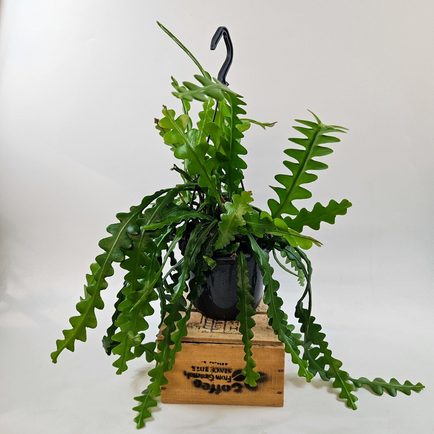 Epiphyllum anguliger 15cm H35cm