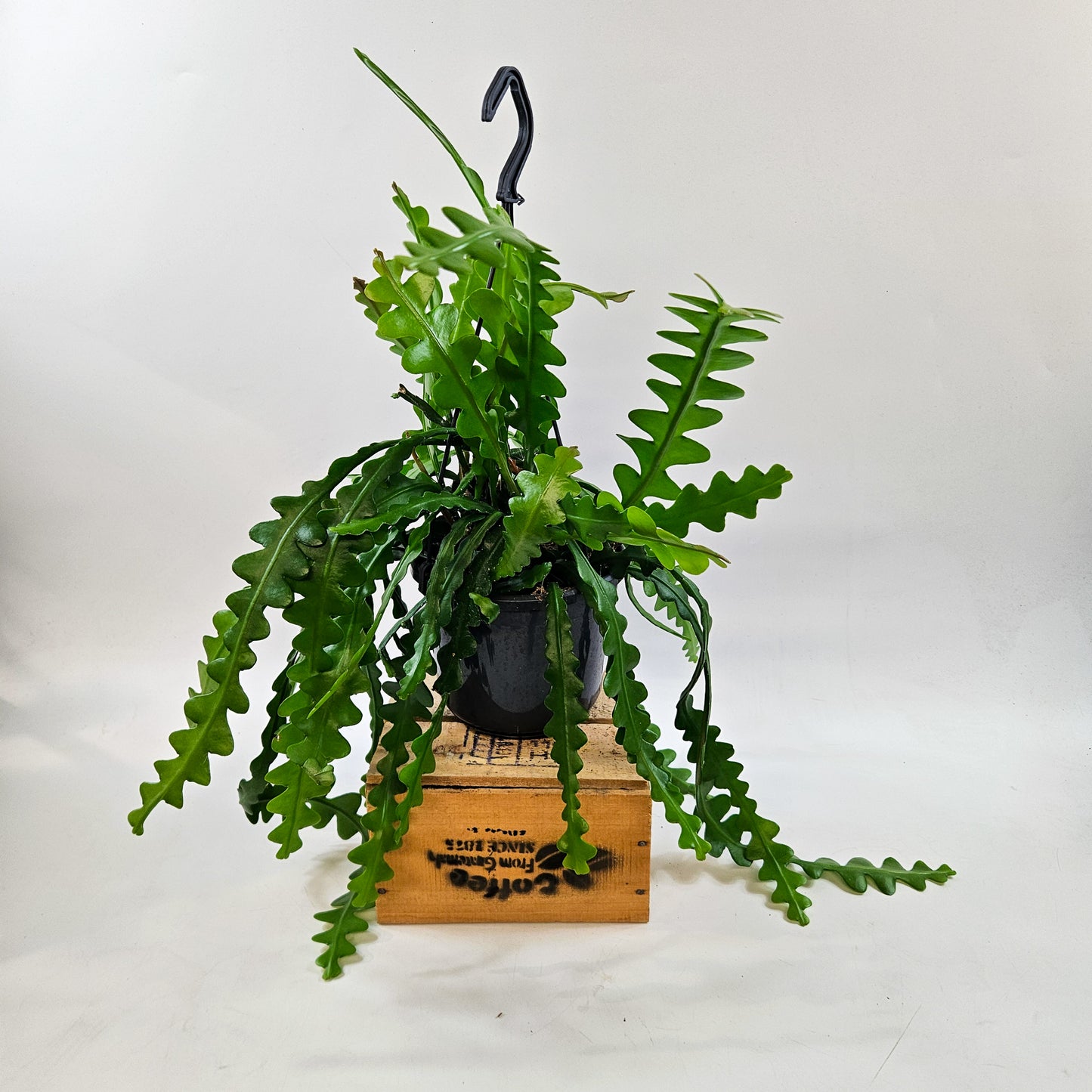 Epiphyllum anguliger 15cm H35cm