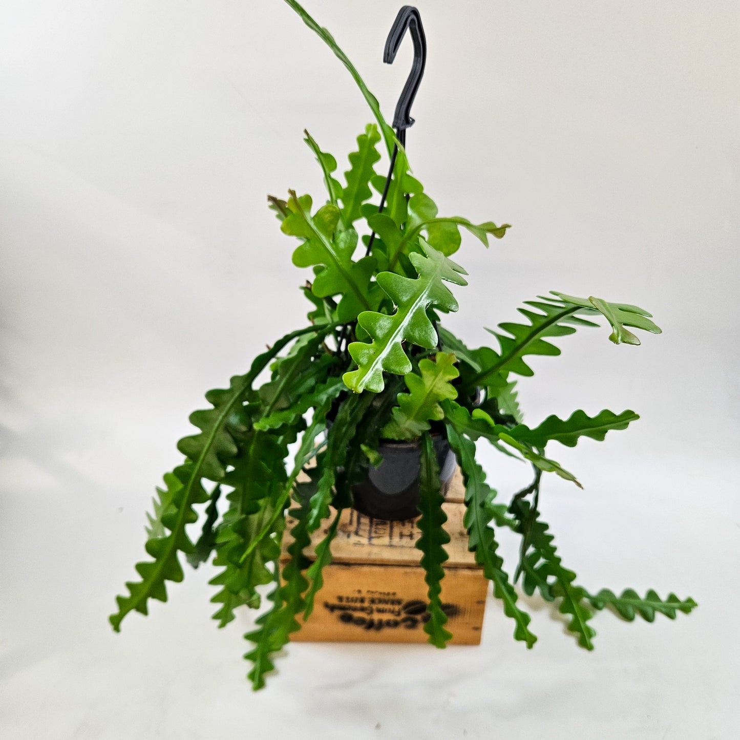 Epiphyllum anguliger 15cm H35cm