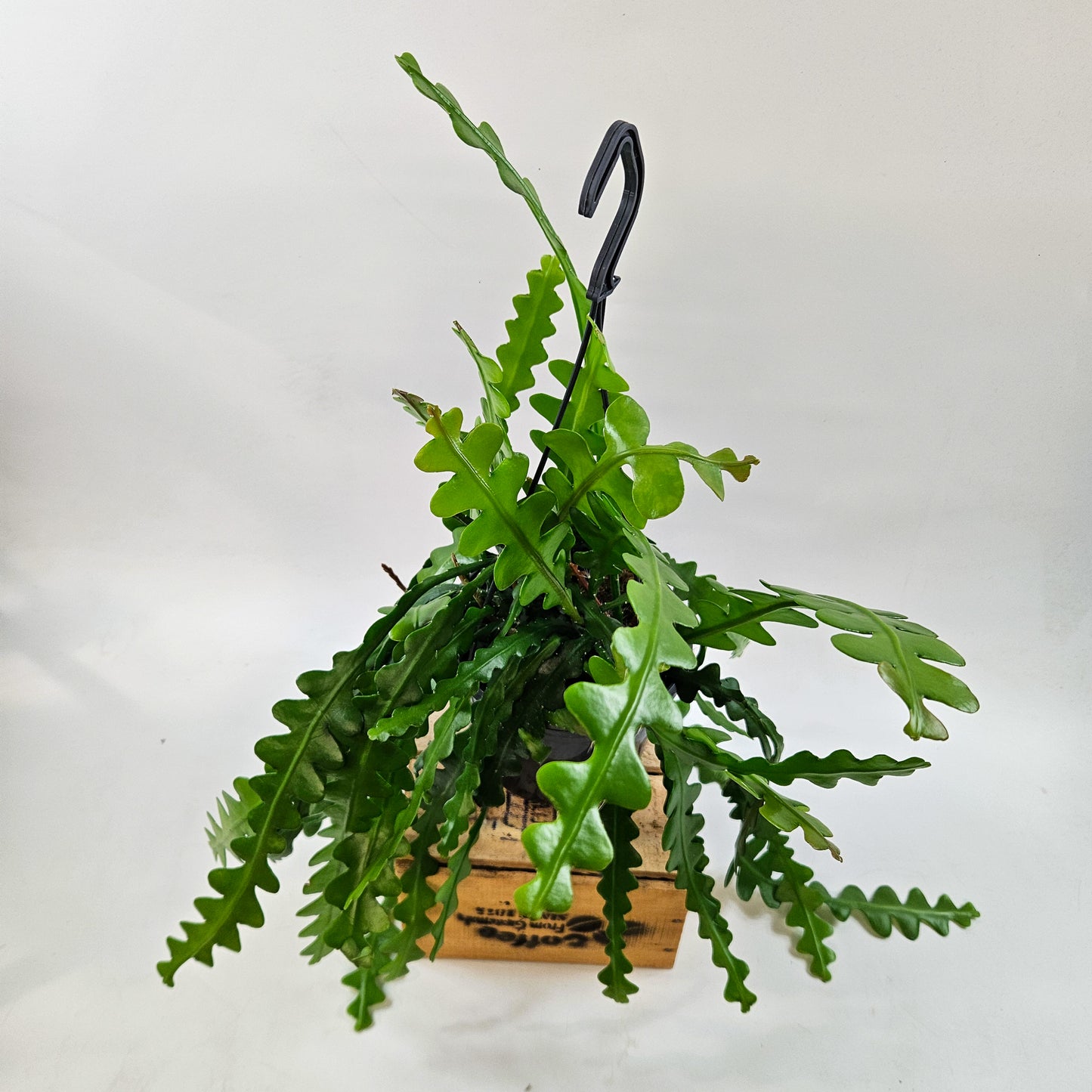 Epiphyllum anguliger 15cm H35cm