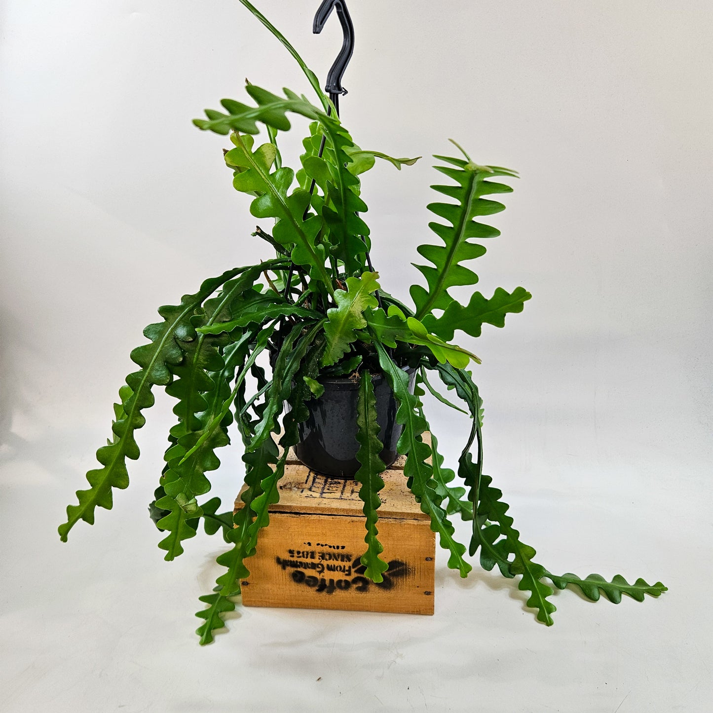 Epiphyllum anguliger 15cm H35cm