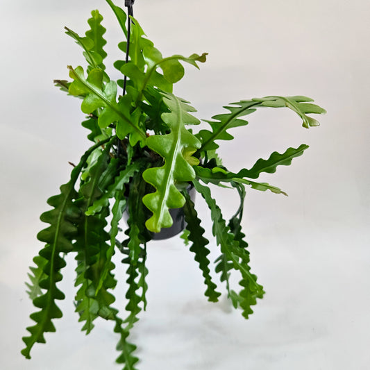 Epiphyllum anguliger 15cm H35cm