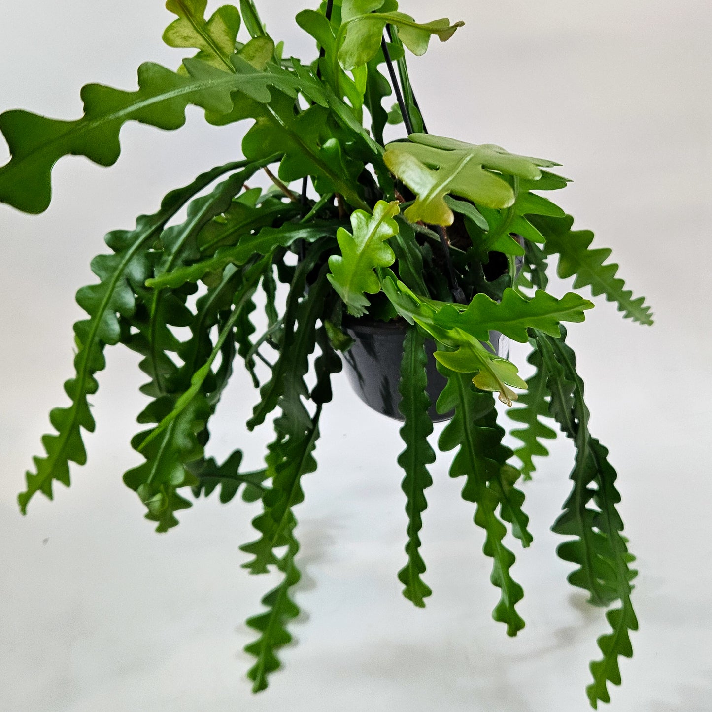 Epiphyllum anguliger 15cm H35cm