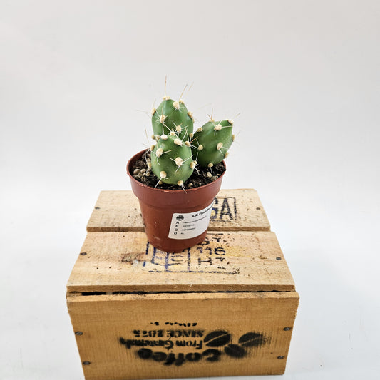 Tephrocactus Rossianus 8.5cm H15cm