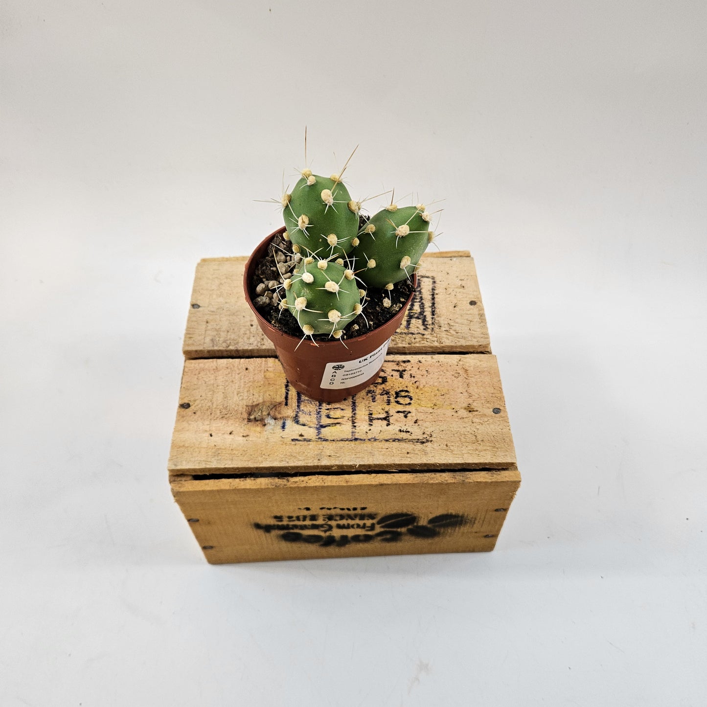 Tephrocactus Rossianus 8.5cm H15cm