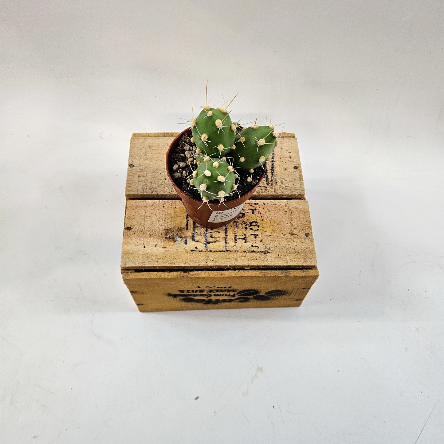 Tephrocactus Rossianus 8.5cm H15cm