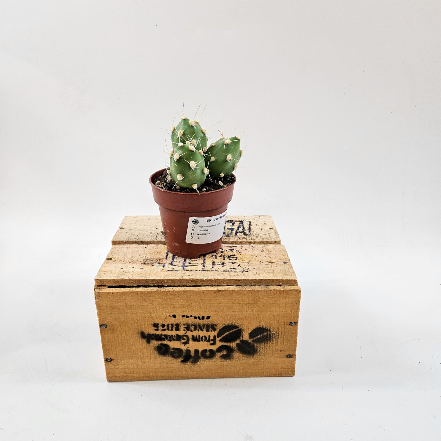 Tephrocactus Rossianus 8.5cm H15cm