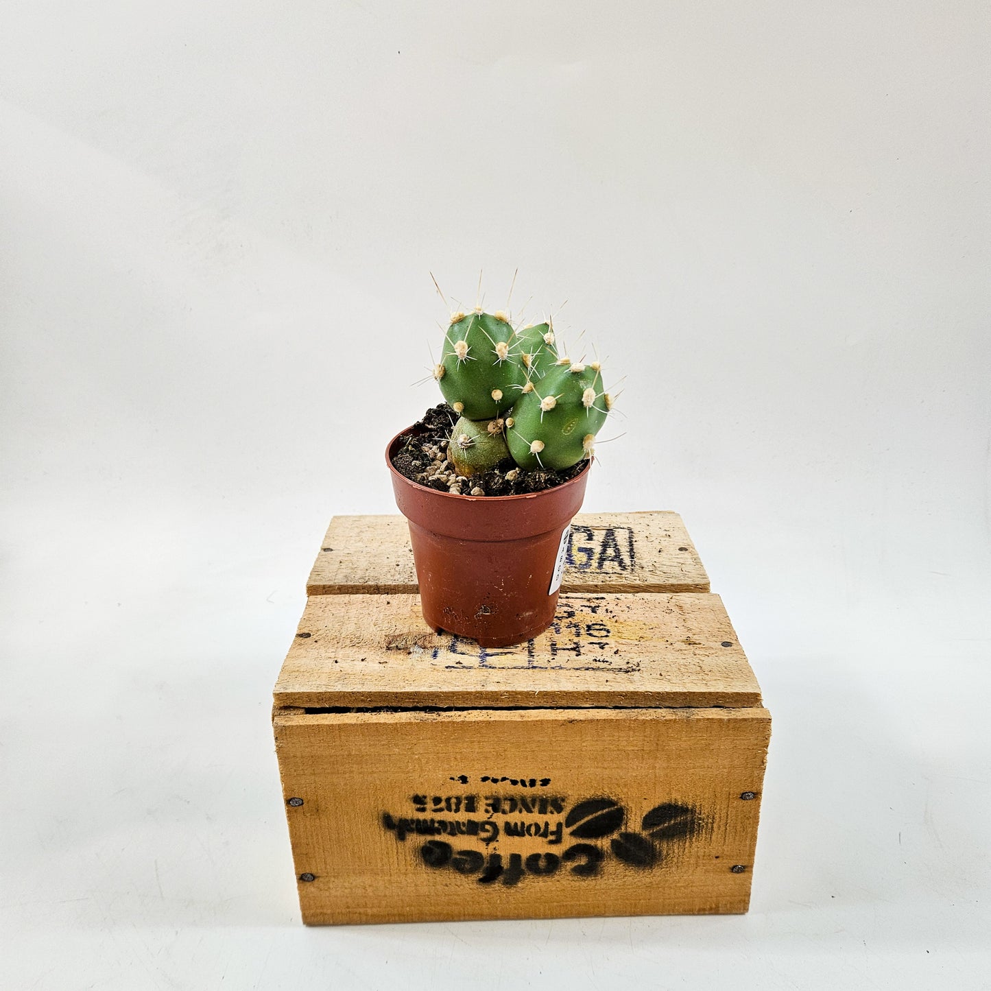 Tephrocactus Rossianus 8.5cm H15cm