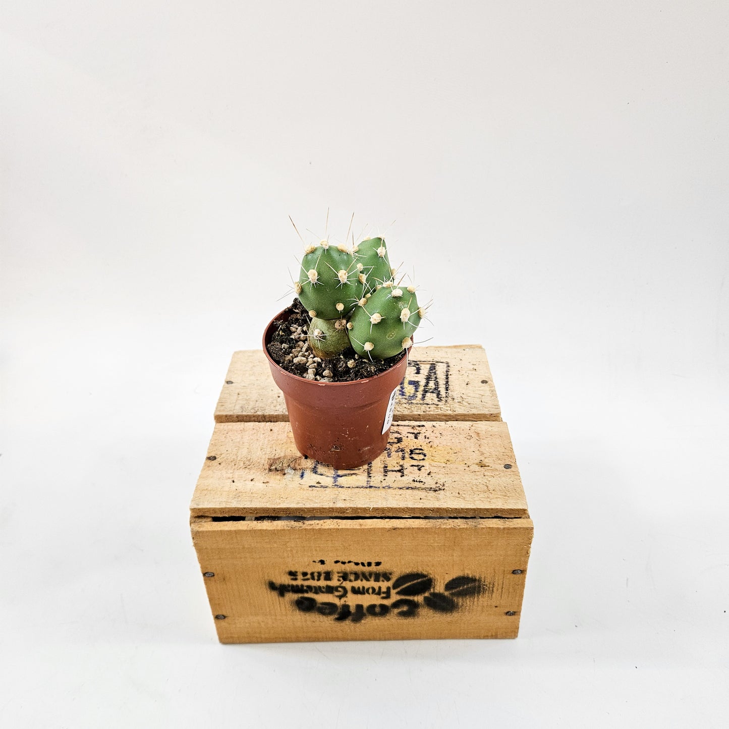 Tephrocactus Rossianus 8.5cm H15cm