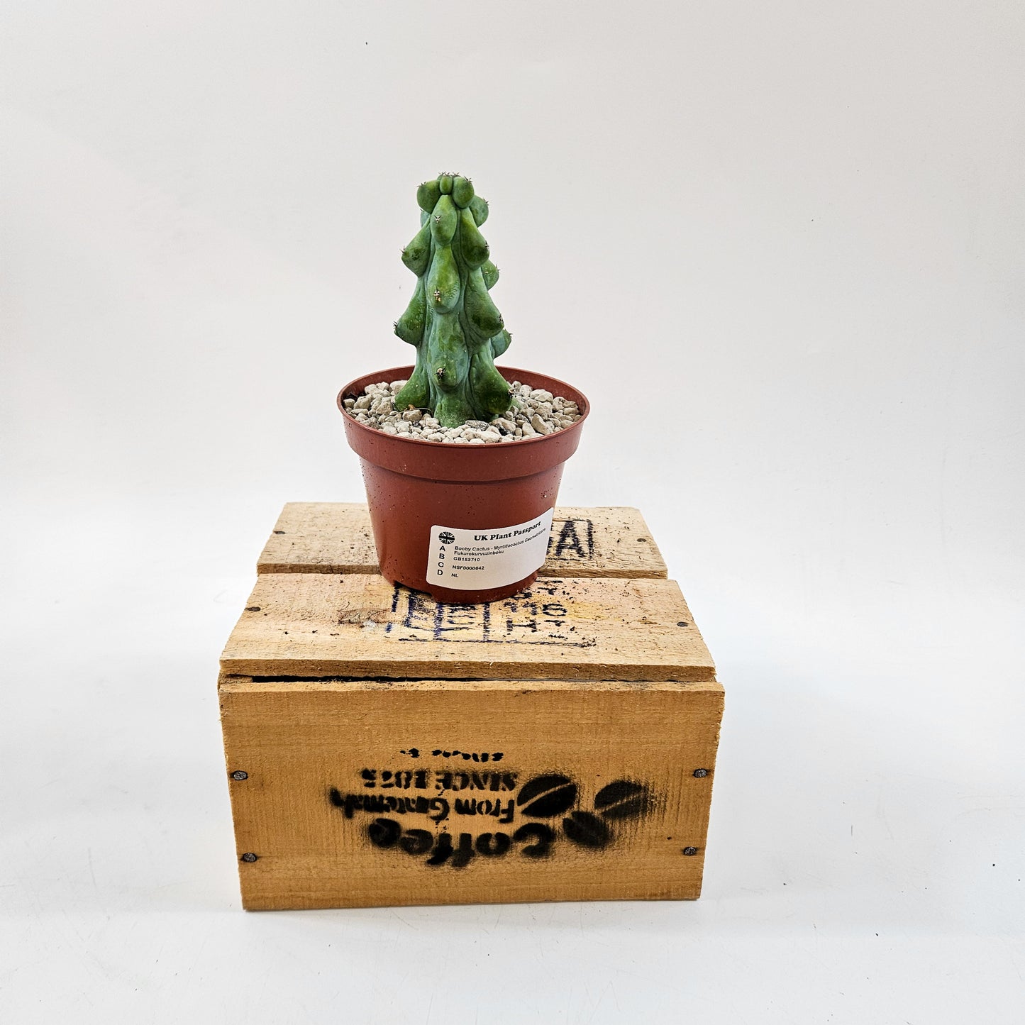 Booby Cactus - Myrtillocactus Geometrizans Fukurokuryuzinboku 10.5cm H15cm