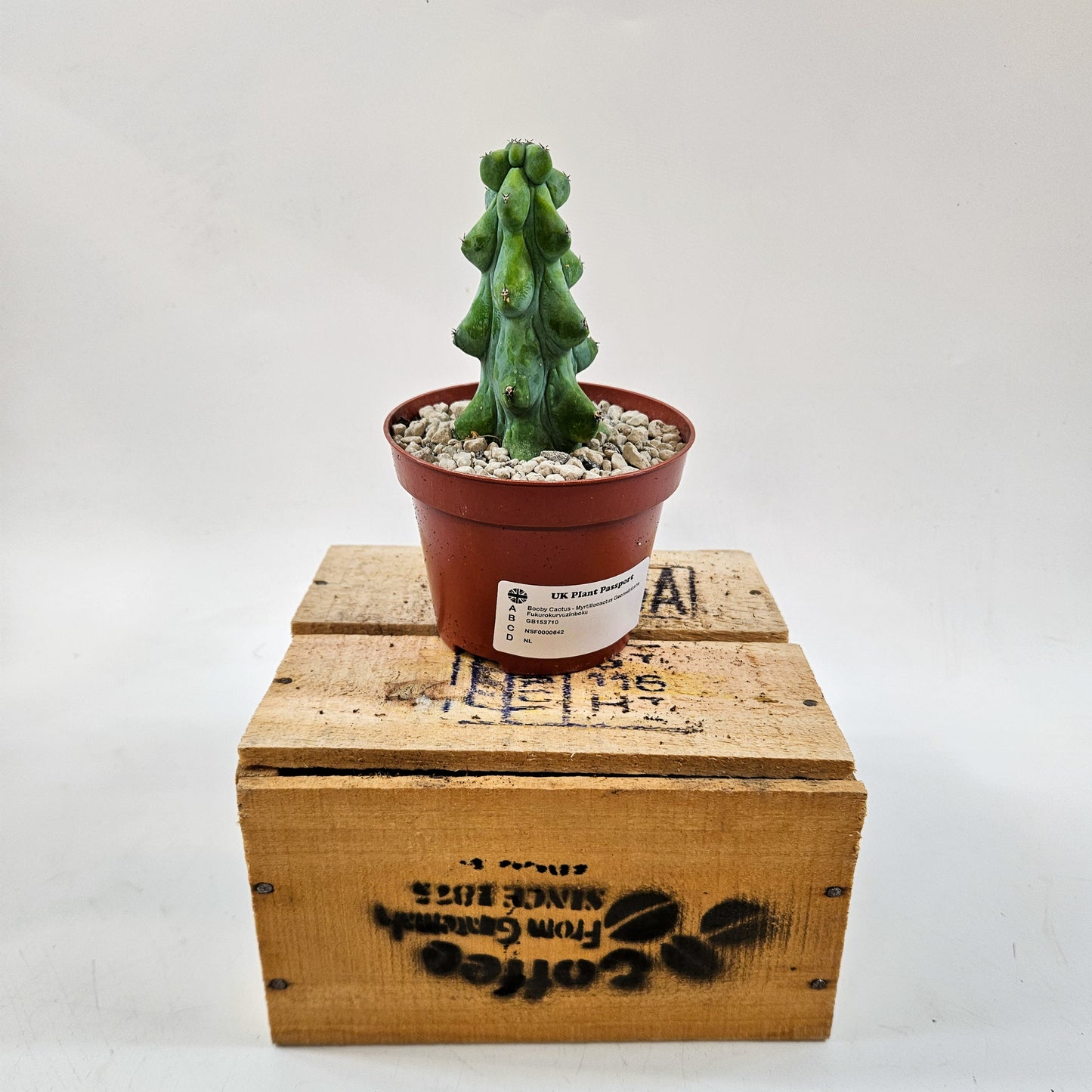 Booby Cactus - Myrtillocactus Geometrizans Fukurokuryuzinboku 10.5cm H15cm