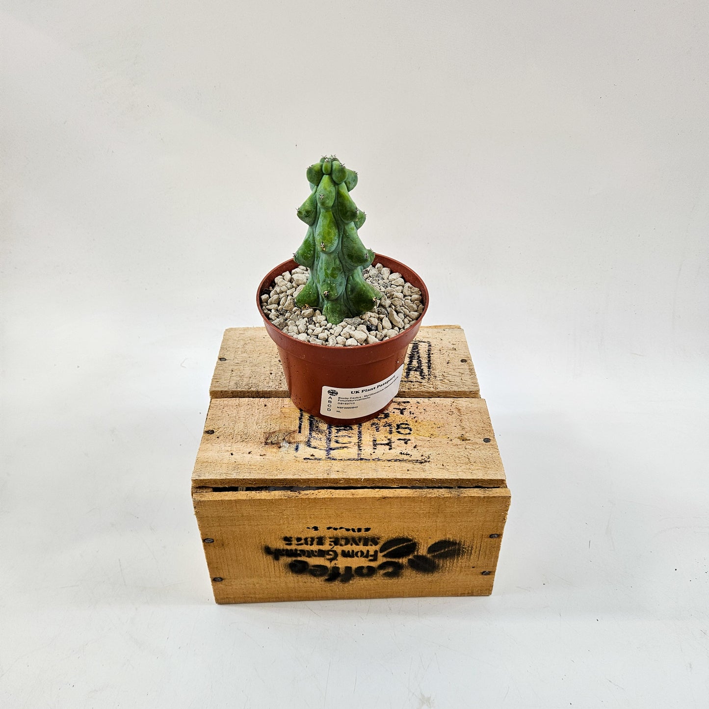 Booby Cactus - Myrtillocactus Geometrizans Fukurokuryuzinboku 10.5cm H15cm