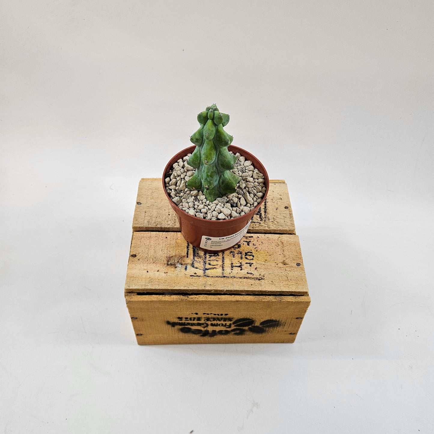 Booby Cactus - Myrtillocactus Geometrizans Fukurokuryuzinboku 10.5cm H15cm