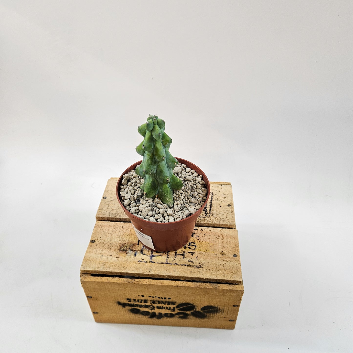 Booby Cactus - Myrtillocactus Geometrizans Fukurokuryuzinboku 10.5cm H15cm