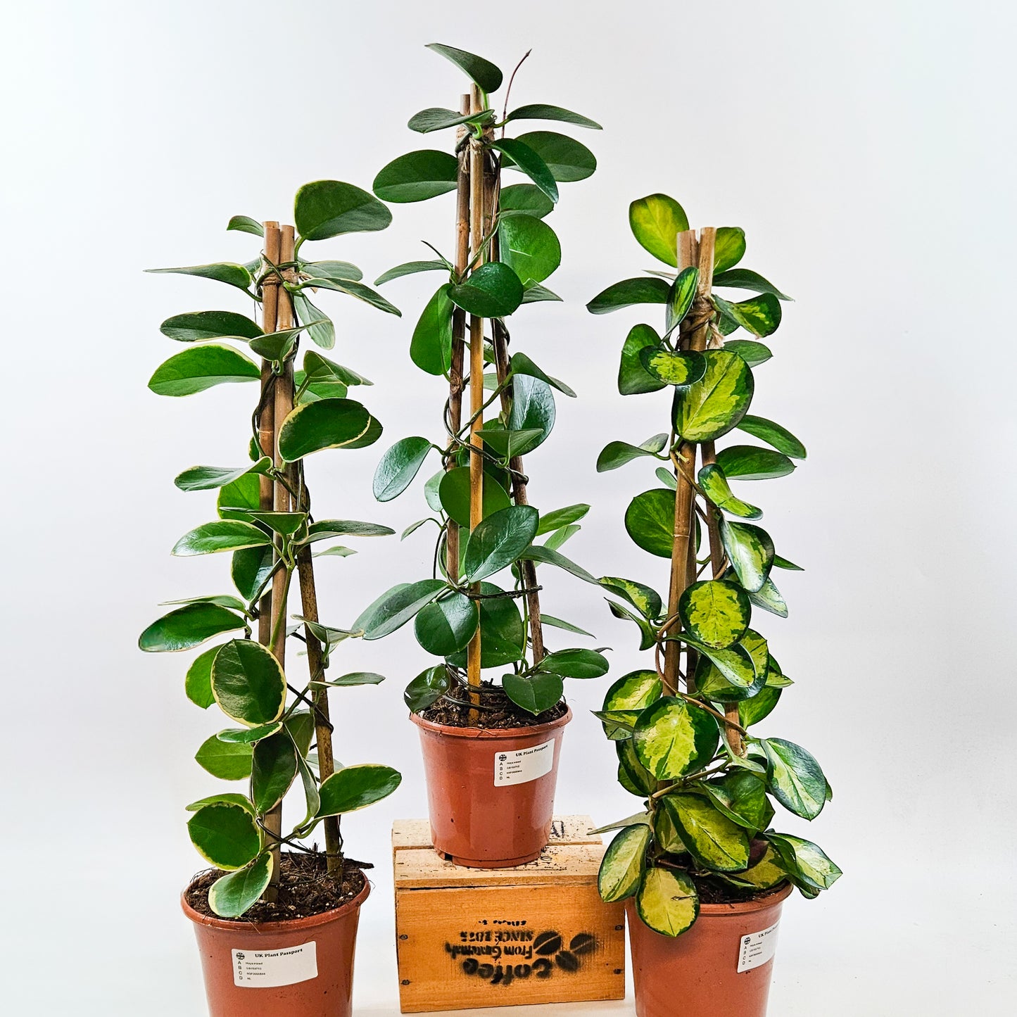 Hoya Australis mixed - Choose One from our selection 15cm H58cm