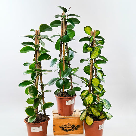 Hoya Australis mixed - Choose One from our selection 15cm H58cm