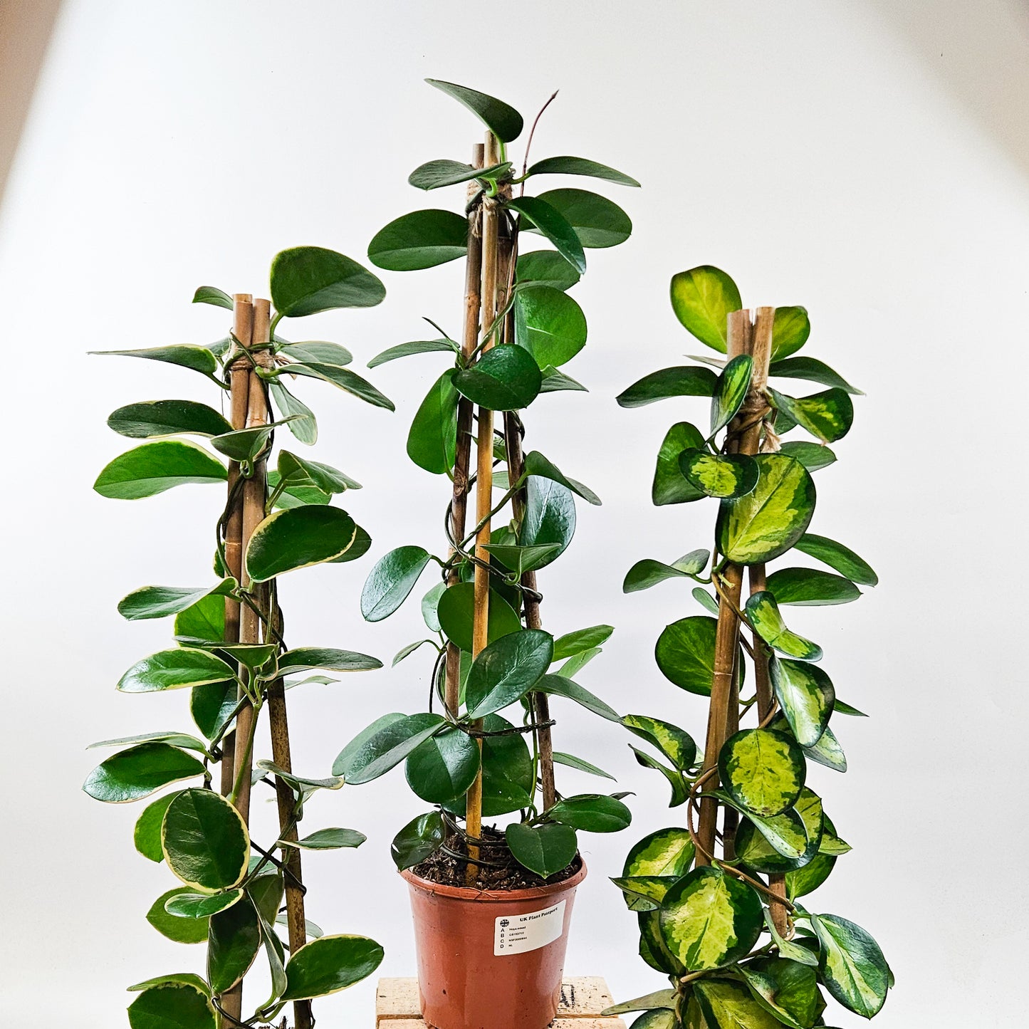 Hoya Australis mixed - Choose One from our selection 15cm H58cm